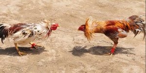 đá gà campuchia 789bet