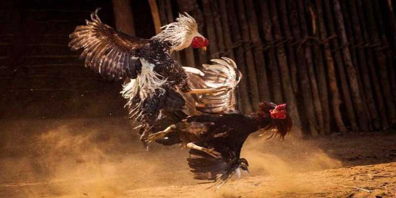 Chiến lược chuẩn nhất đặt cược hiệu quả