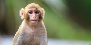 nằm mơ thấy khỉ